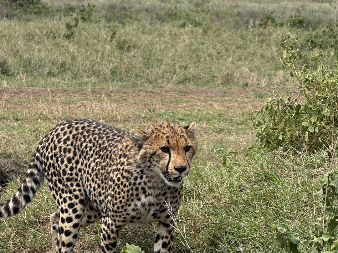 Africa Magic Holidays & Tours-阿鲁沙必去景点