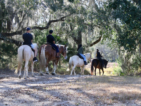 Canyons Zip Line & Canopy Tours-奥卡拉必去景点