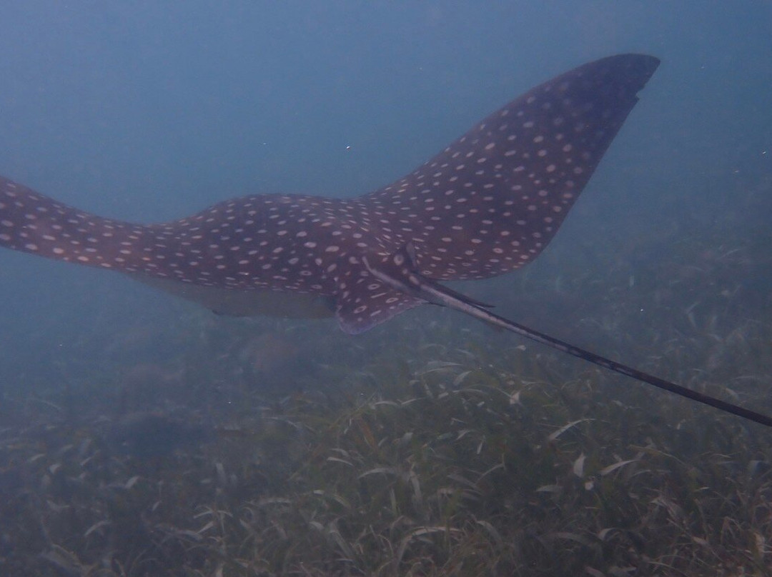 Scooter Snorkeling-英吉利海港必去景点
