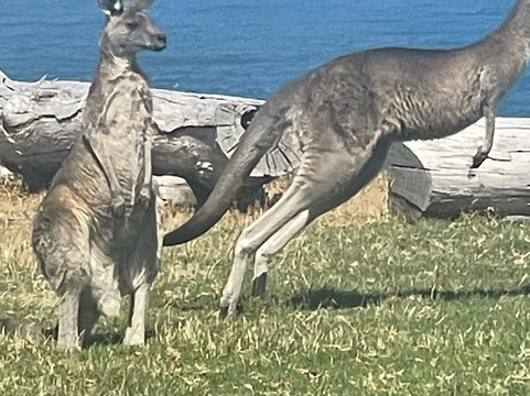 Wildlife Wonders-阿波罗湾必去景点