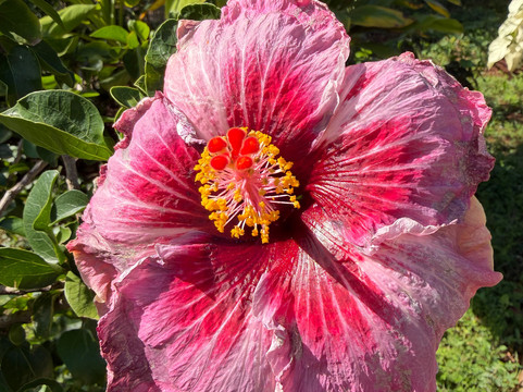 Princeville Botanical Gardens-普林斯维尔必去景点