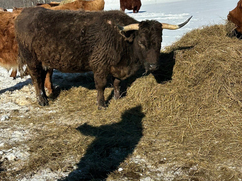 Trapp Family Lodge Outdoor Center-斯托必去景点
