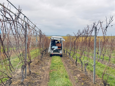 Wijnsafari in Haspengouw (Borgloon)-Borgloon必去景点