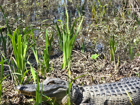 珠江斯-莱德尔温德姆麦客达套房酒店主图