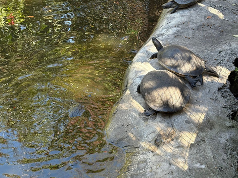 Croc Encounters-坦帕必去景点
