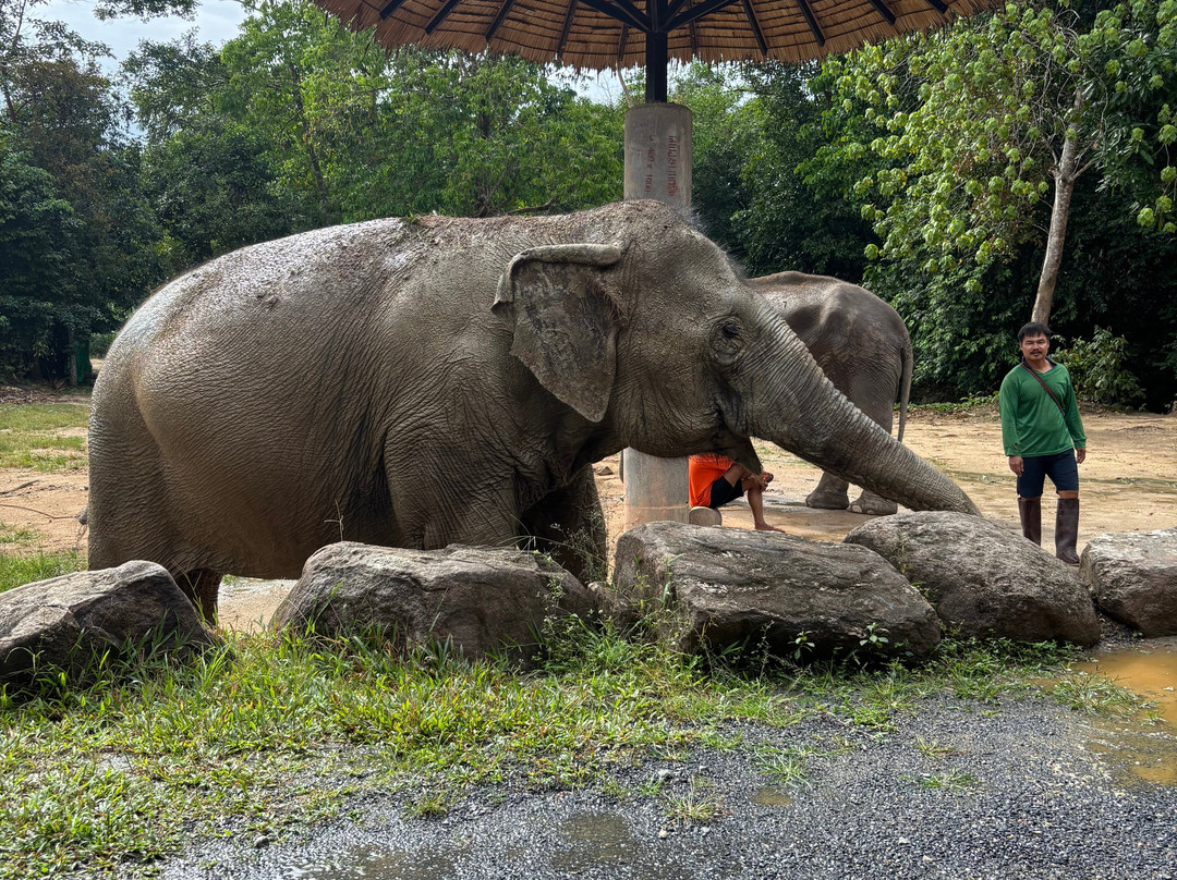 Phangan Elephant Sanctuary-帕岸岛必去景点
