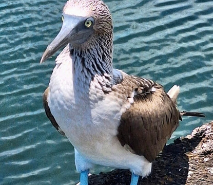 Playa Punta Carola-圣克里斯托瓦尔必去景点