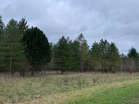 Nightingale Woods-斯温顿必去景点