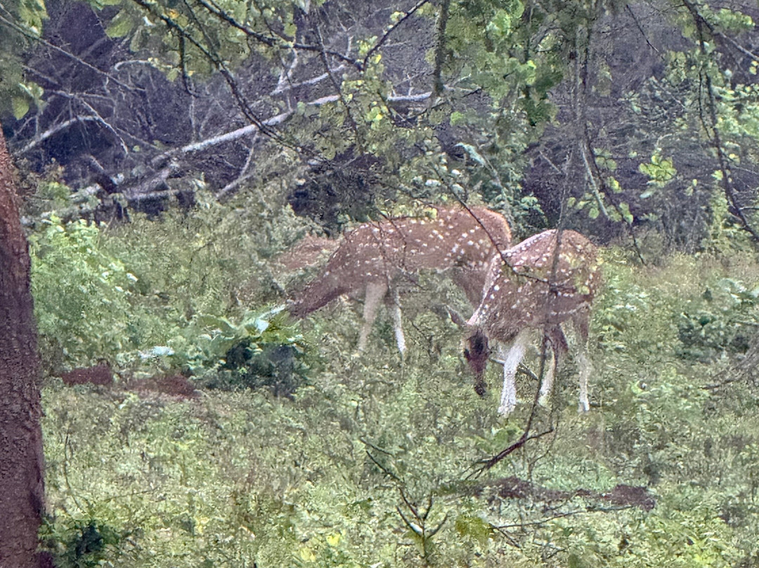 Udawalawe Safari Tours-乌达瓦拉维国家公园必去景点