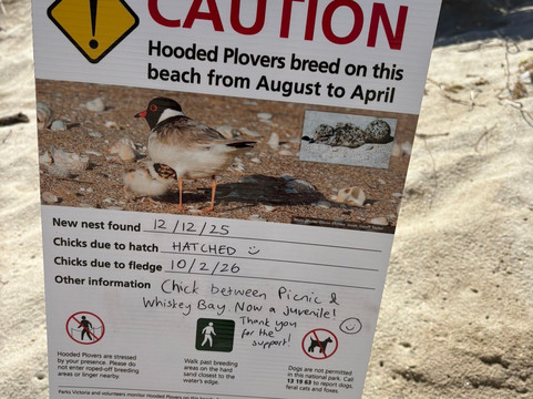 Whisky Beach-威尔逊岬国家公园必去景点