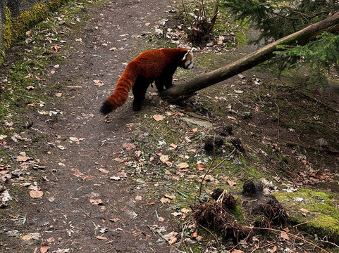 Zoo Liberec-利贝雷茨必去景点