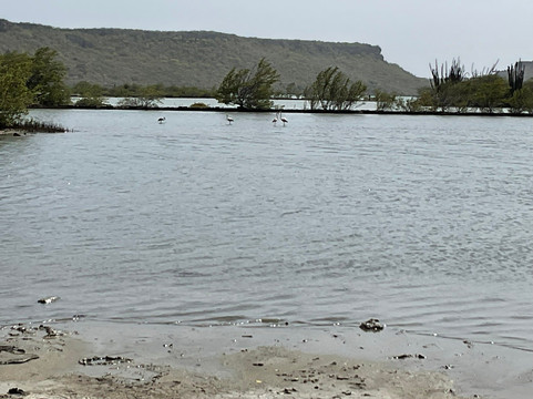 Flamingo Sanctuary Sint Willibrordus-Sint Willibrordus必去景点