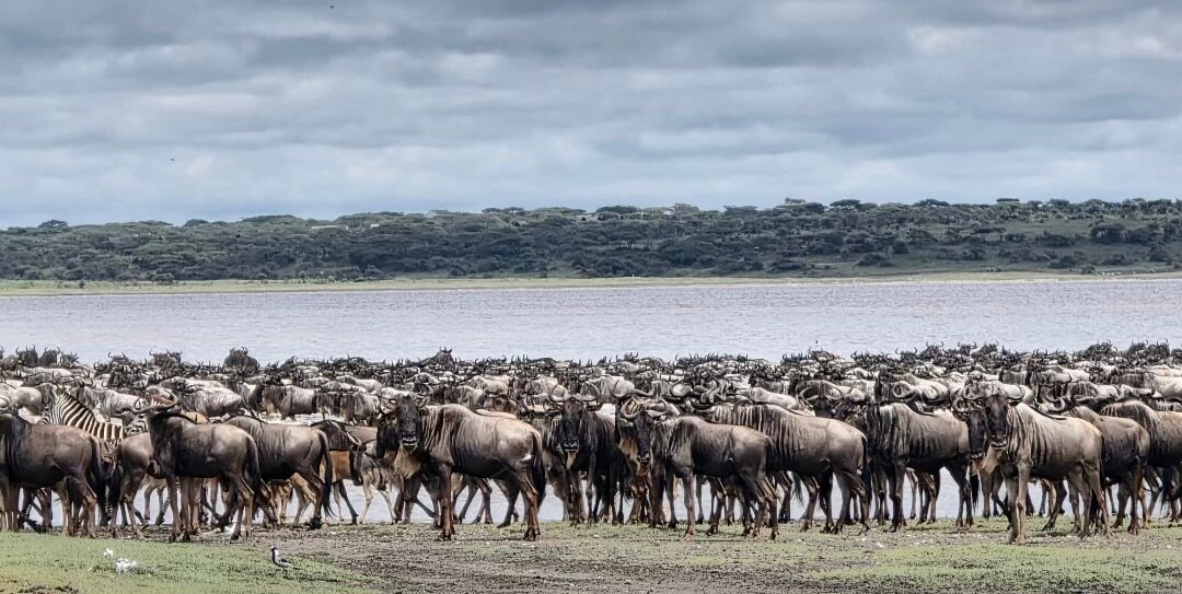 Carnivores Safaris Limited-阿鲁沙必去景点