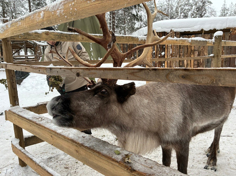 Santa's Pets Tallitontun Piha-罗瓦涅米必去景点