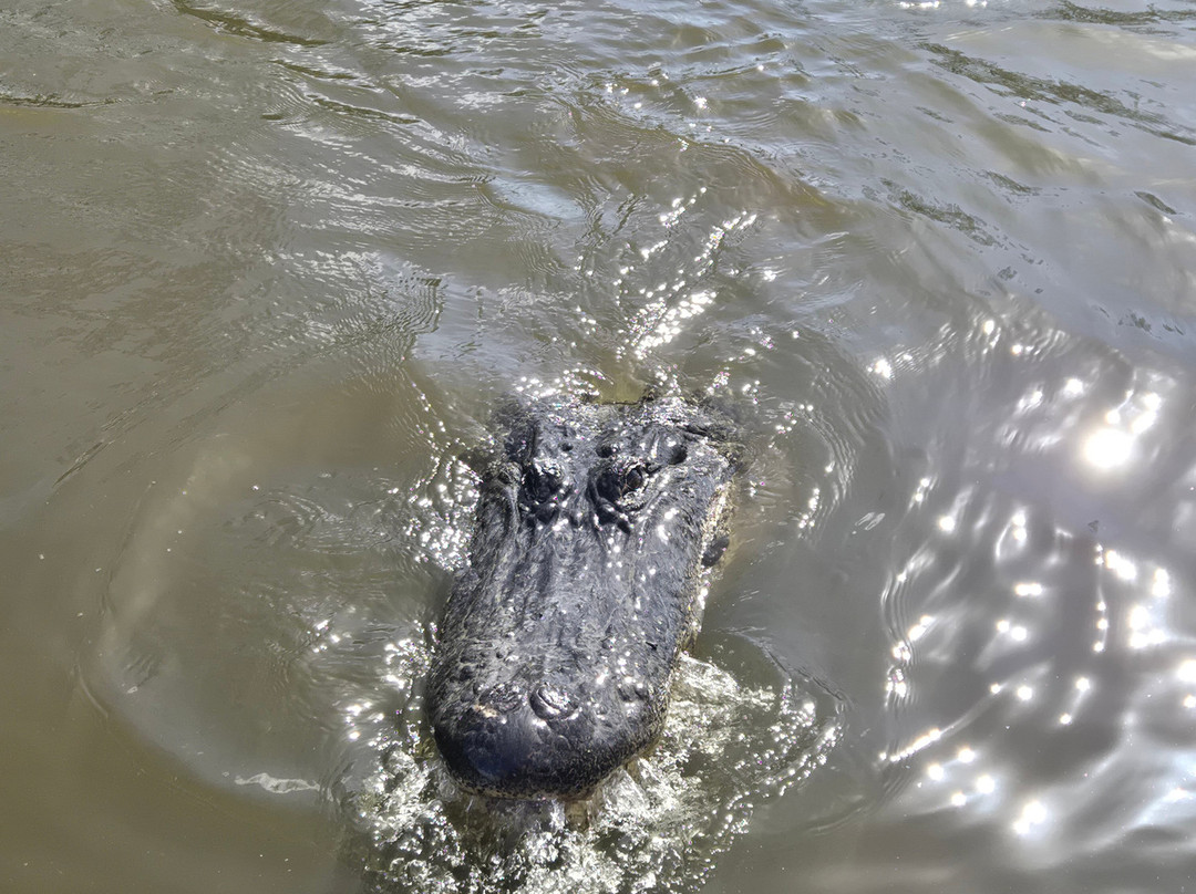 Ragin Cajun Airboat Tours-新奥尔良必去景点