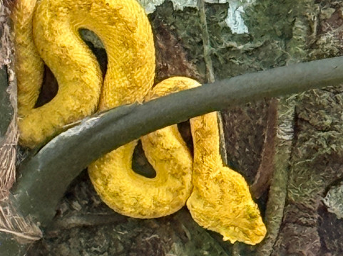 Abel Bustamante - Tour Guide-Manzanillo必去景点