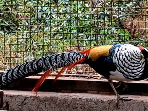Sidkeong Tuluk Bird Park-West Sikkim必去景点