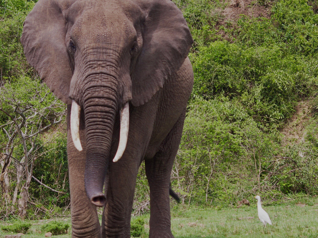 Exclusive Uganda Safaris-坎帕拉必去景点