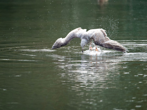 Ninesprings Country Park-约维尔必去景点