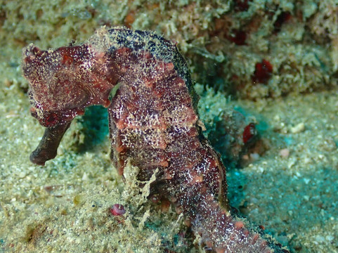 Caño Divers-德雷克湾必去景点