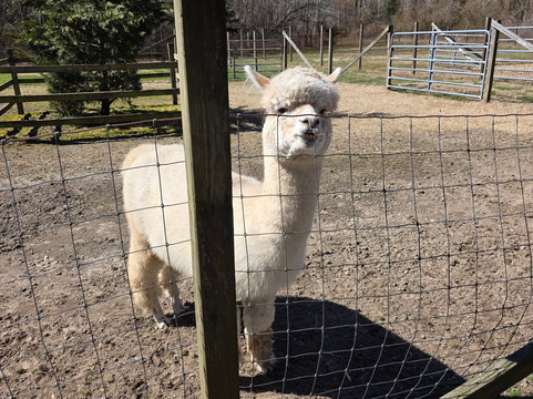 Jersey Shore Alpacas-开普梅必去景点