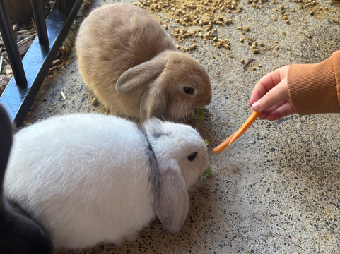 Scoops Farm-玛格丽特河必去景点