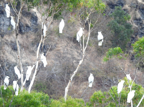 Tassie Bound-New Norfolk必去景点