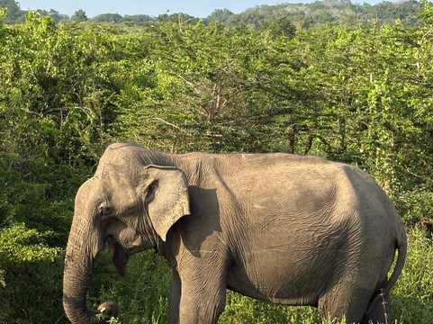 Surf Travel Lanka-Maggona必去景点