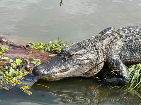 Borels swamp tours-布里奥克斯桥必去景点