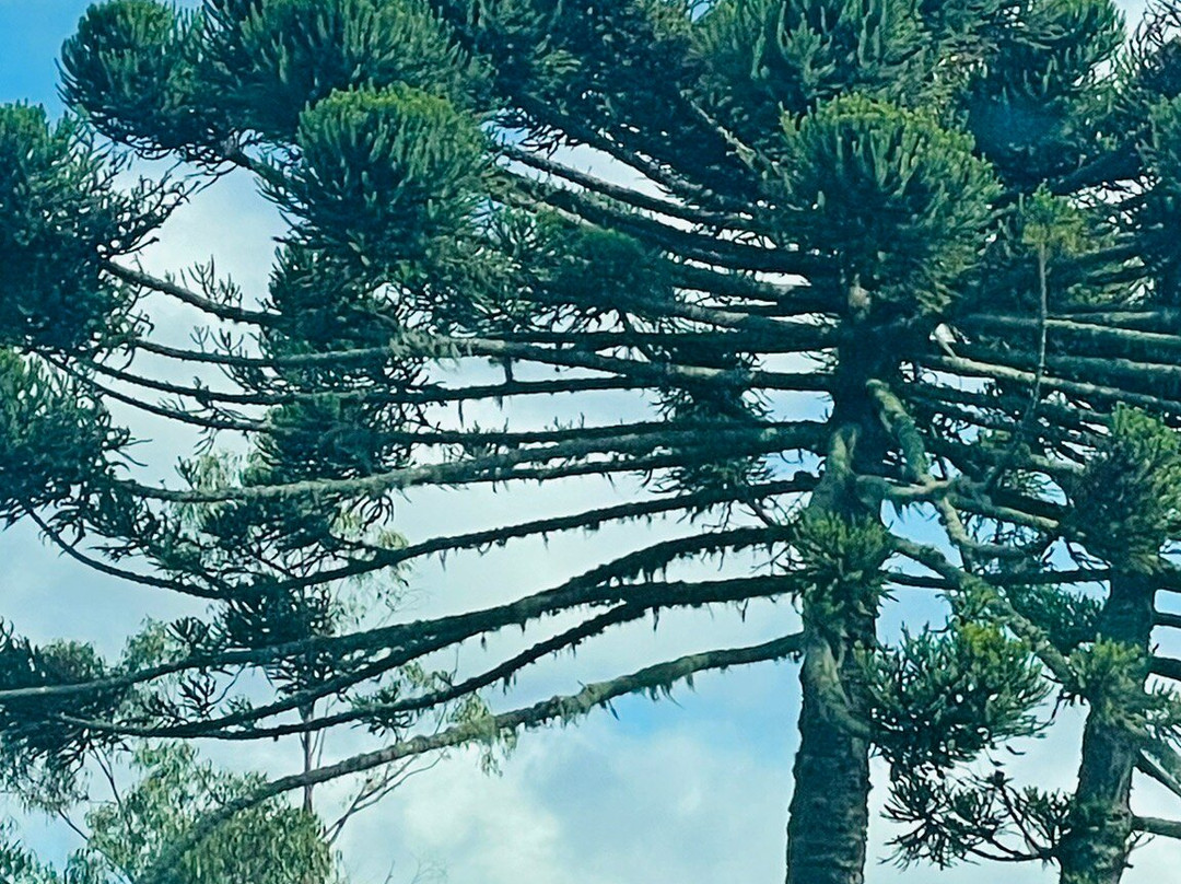 Vinícola Vivalti-Sao Joaquim必去景点