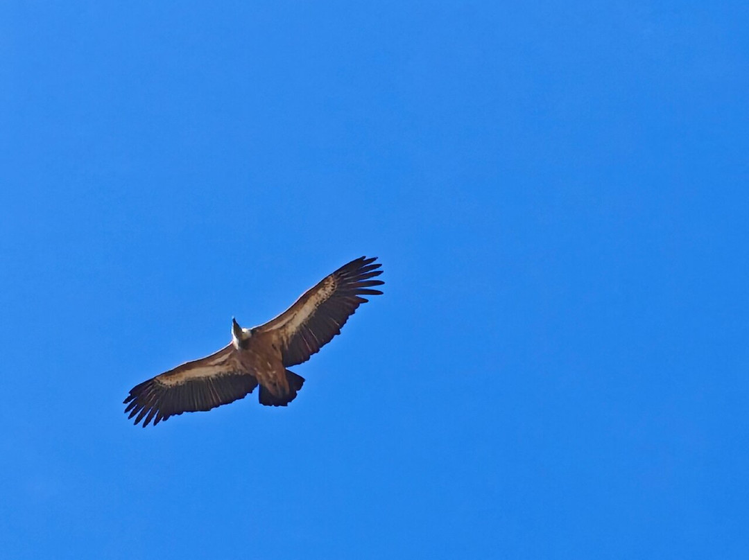Monfrague National Park-Villarreal de San Carlos必去景点