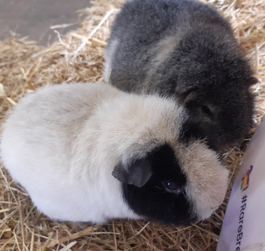 Rare Breeds Centre-Woodchurch必去景点