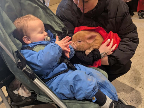 Pennywell Farm-Buckfastleigh必去景点