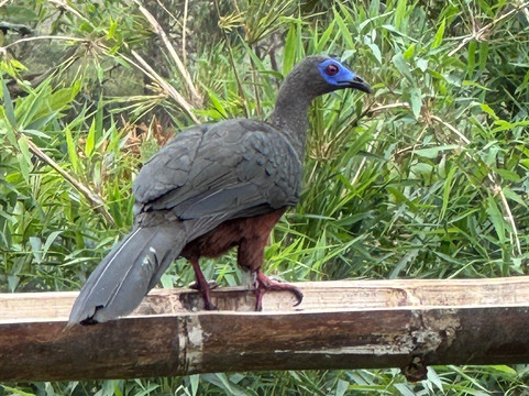 Jaguarundi Travel-波哥大必去景点