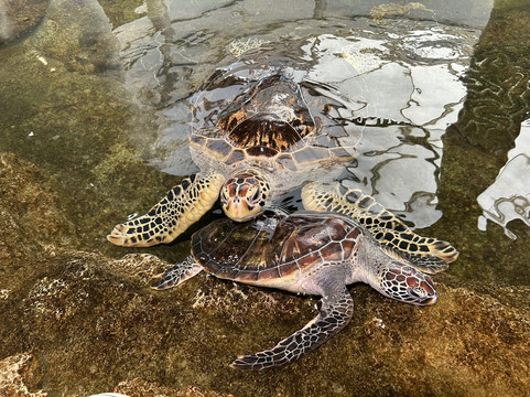 Amami Marine Exhibition Hall-奄美市必去景点