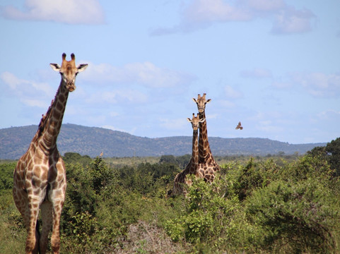 Southern Kruger Safaris-玛洛斯帕克必去景点