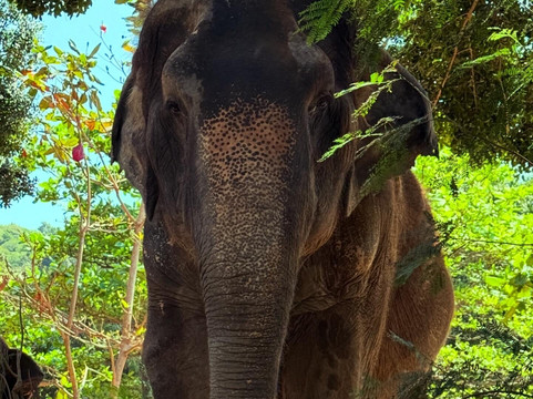 Samui Elephant Sanctuary-波普特必去景点