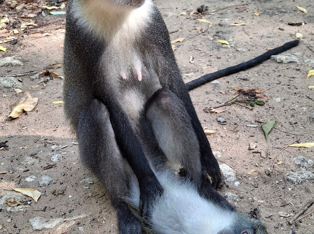 Scopri il Kenya con Nicholas-瓦塔木必去景点