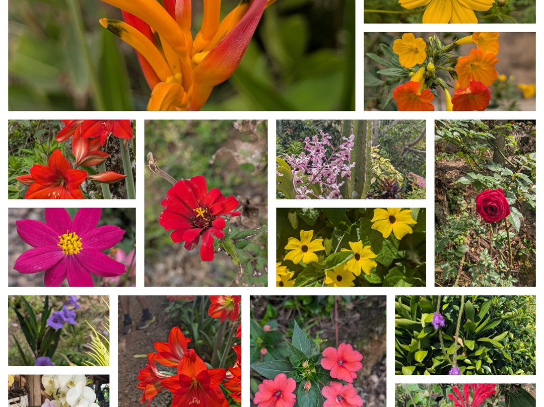 Café Artesanal Los Sauces-奥罗西必去景点