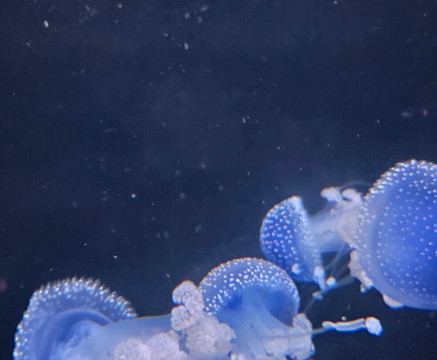 Poema Del Mar-大加那利岛拉斯帕尔马斯必去景点