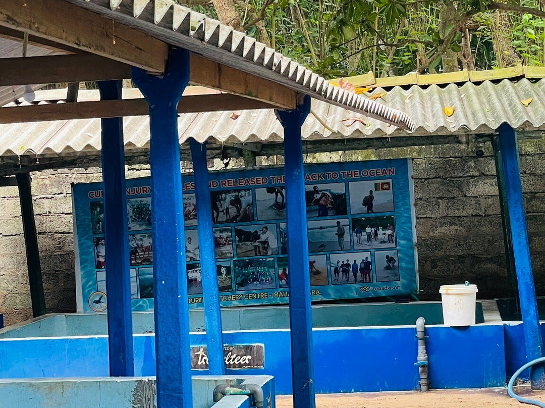 Sea Turtle Farm Galle Mahamodara-加勒必去景点