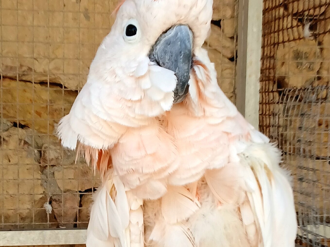 Birdpark Malta-Salina必去景点