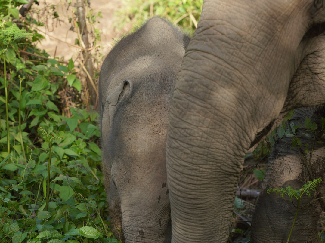 Hill Tribes Eco Lodges-夜旺必去景点