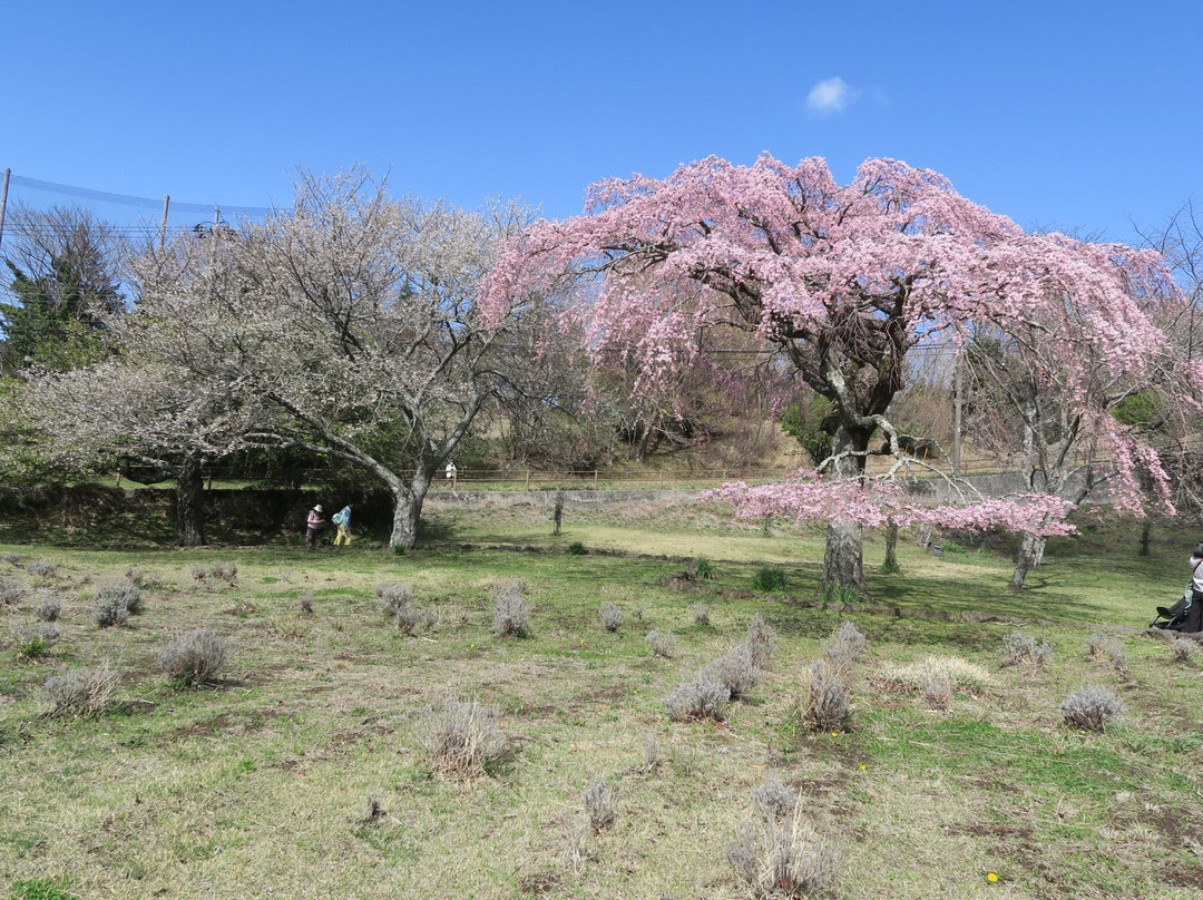 Sakura no Sato-伊东市必去景点
