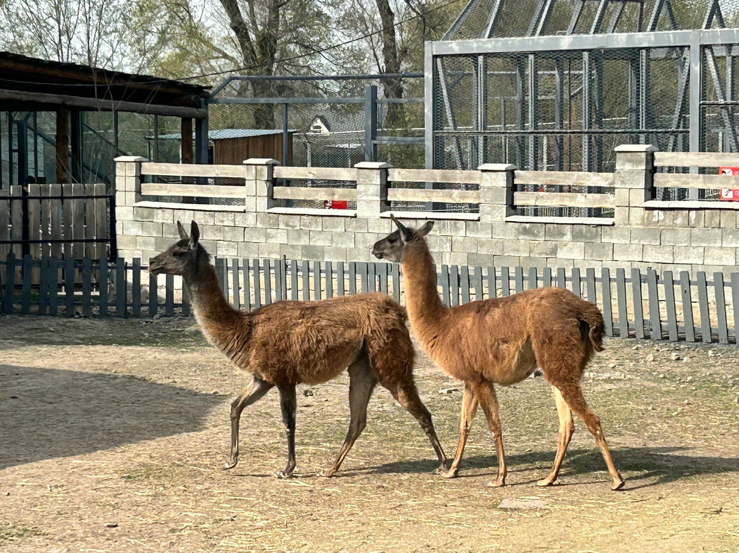 Almaty Zoo-阿拉木图必去景点
