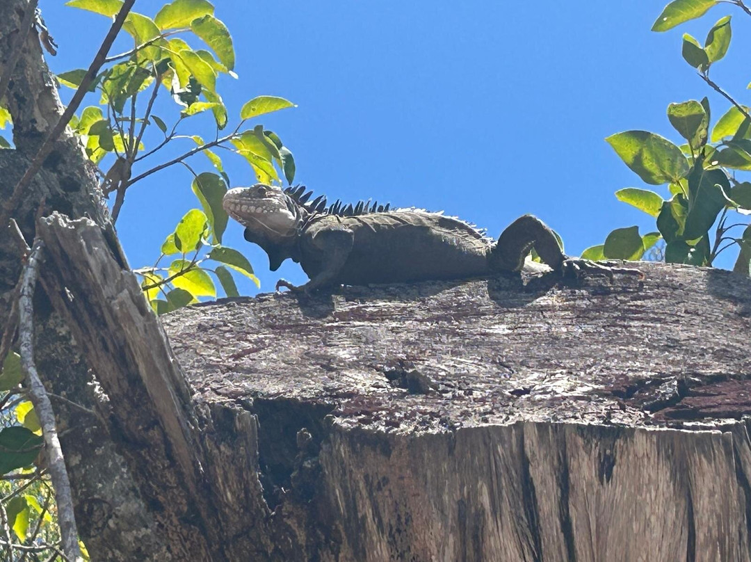 Matt'Excursions Nautiques-Le Francois必去景点