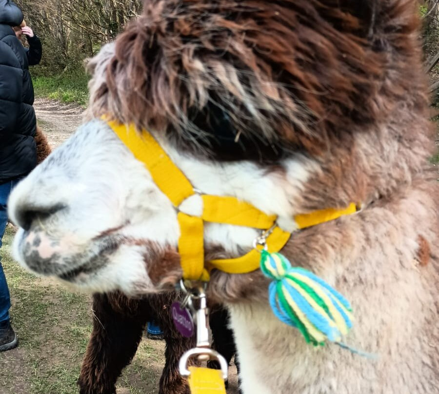 Dunreyth Alpacas-Funtington必去景点