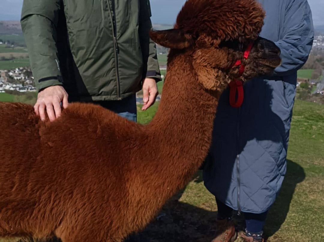 Wreay Syke Alpacas-肯德尔必去景点