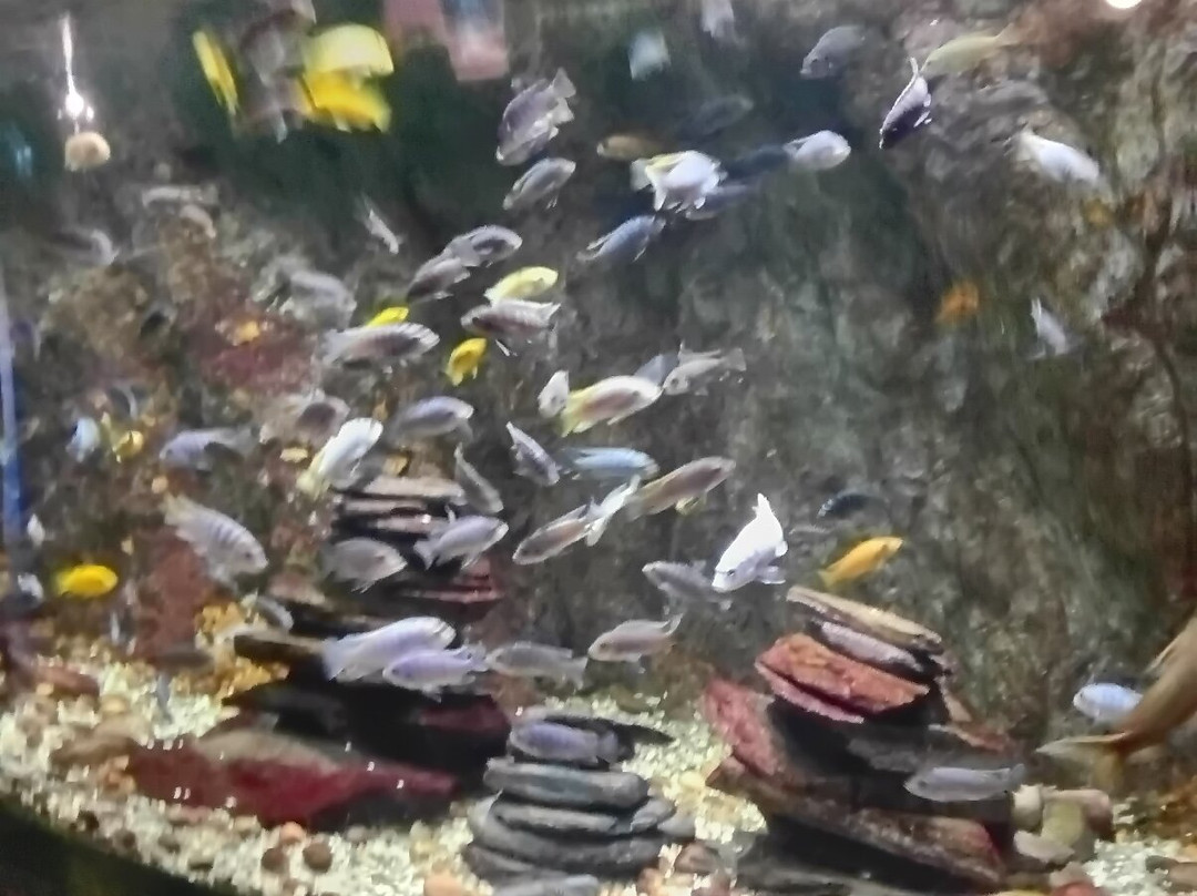 Oceanarium-伯恩茅斯必去景点