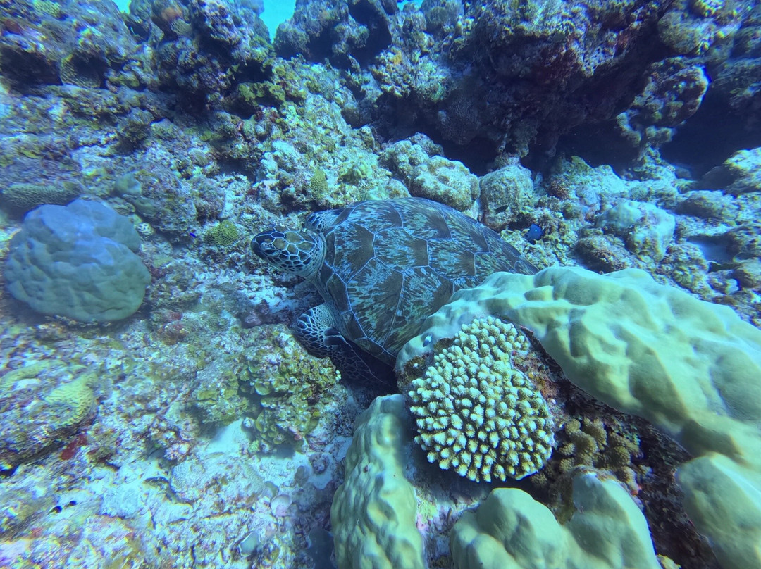 Blue Water Diving Centre-卓欧毕雪必去景点
